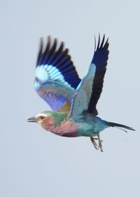 Close-up of bird flying against the sky