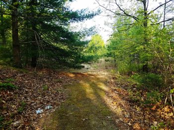 Trees growing in forest