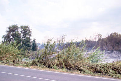 Road amidst trees on field against sky