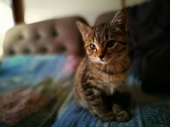 Portrait of kitten sitting