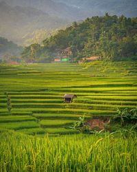 Scenic view of agricultural field