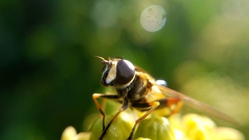 Close-up of insect on plant