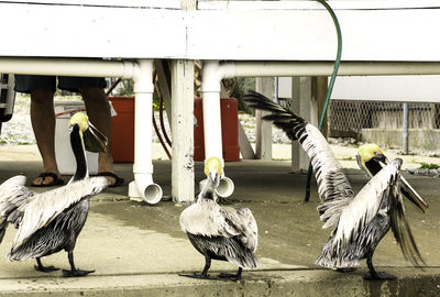 Close-up of birds perching on floor