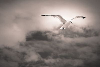 Low angle view of birds flying against sky