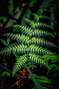Close-up of fern in forest
