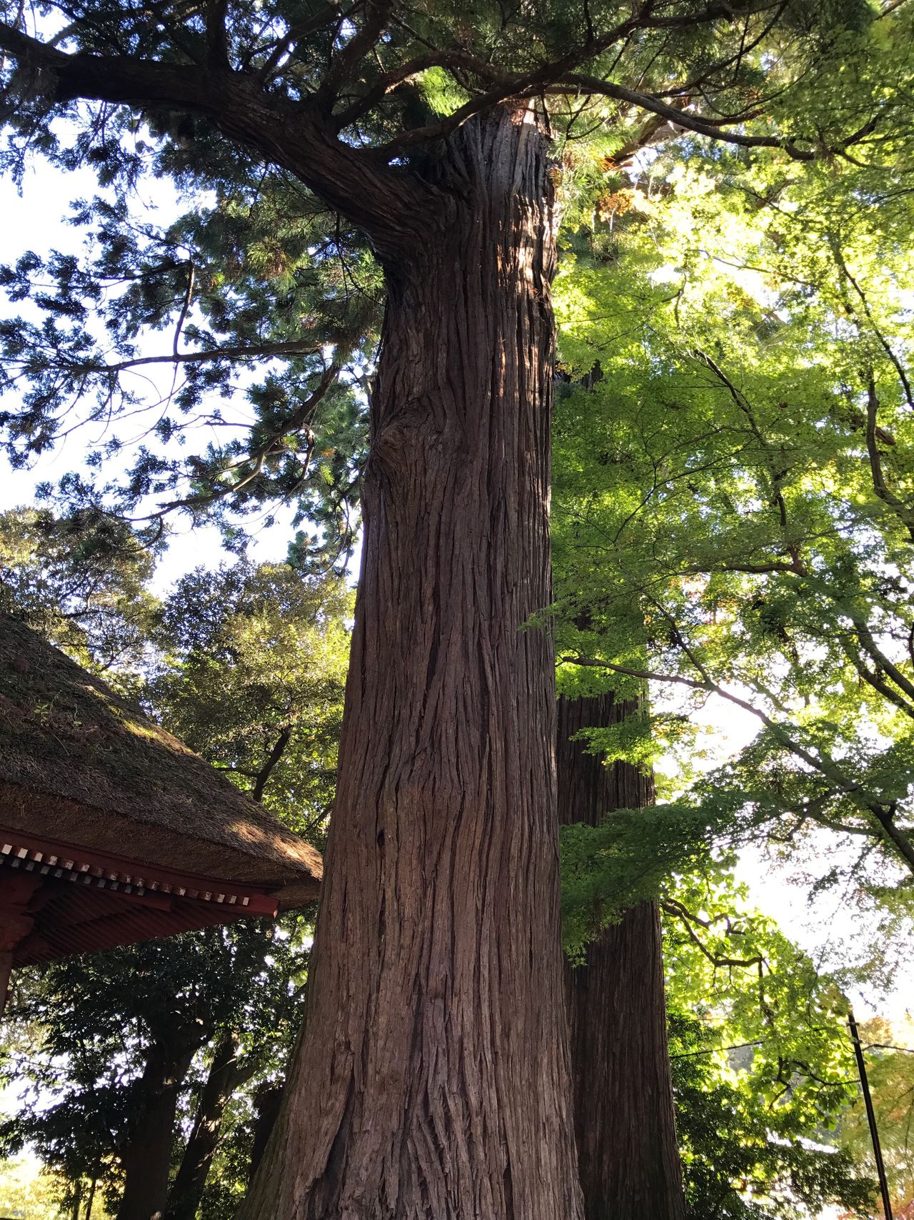 日向薬師 幡かけ杉