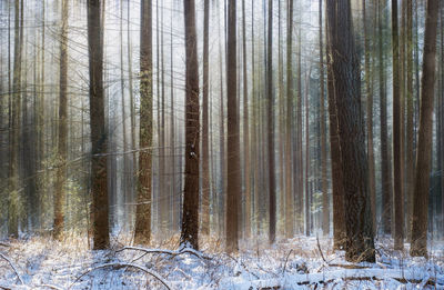 Pine trees in forest during winter