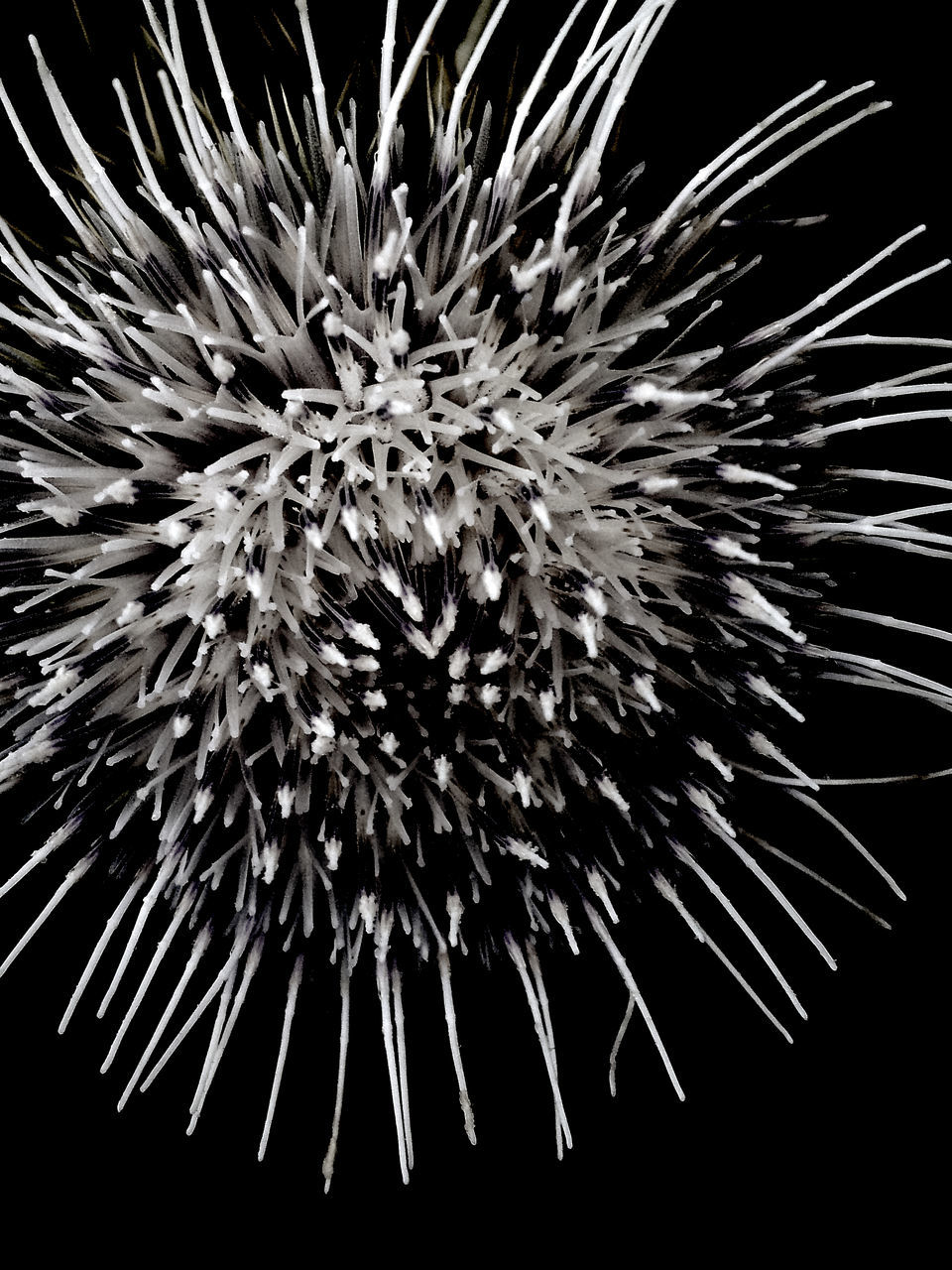 CLOSE-UP OF FIREWORKS IN BLACK BACKGROUND