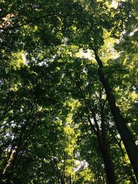 Low angle view of trees