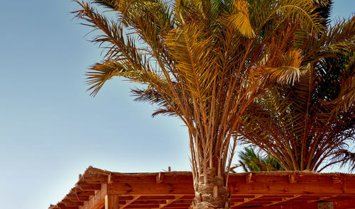 Low angle view of palm tree against building