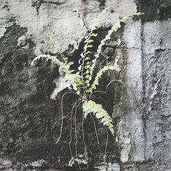 Close-up of plants against blurred background