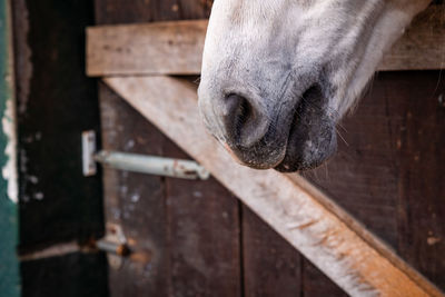 Cute horse nose, details of horses, equine animals, looking out of box