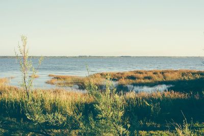 Scenic view of calm sea against clear sky