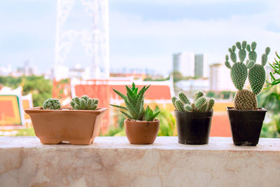 Close-up of potted cactus plant against window