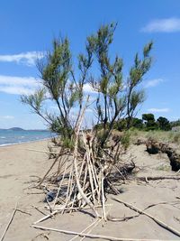 Trees on beach against blue sky