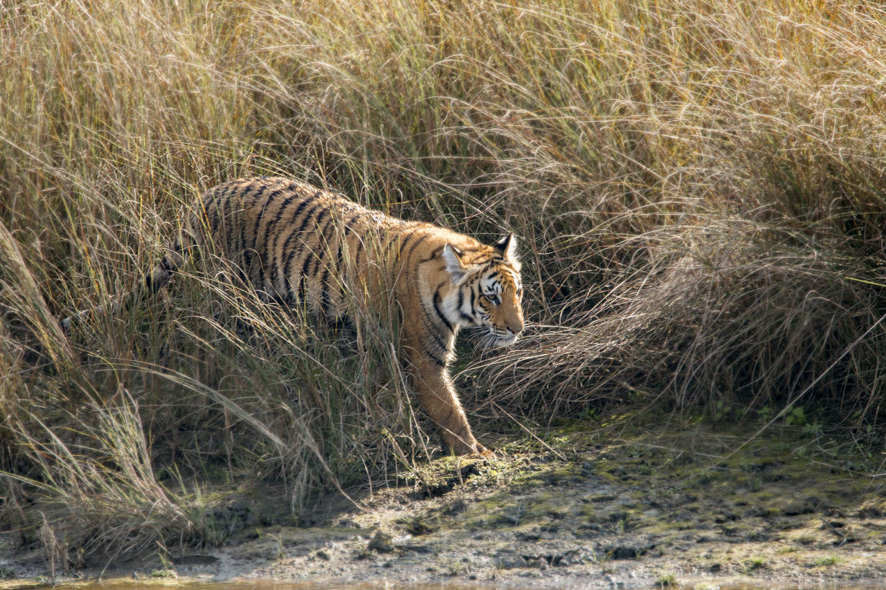 Jhalak Pokar