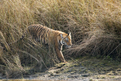 Side view of cat walking on grass