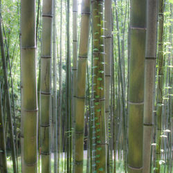 Close-up of bamboo trees in forest