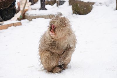 Monkey on snow field during winter