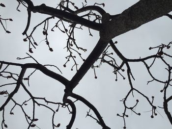 Low angle view of bare trees against sky