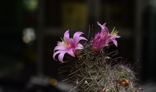 Close-up of pink flowering plant