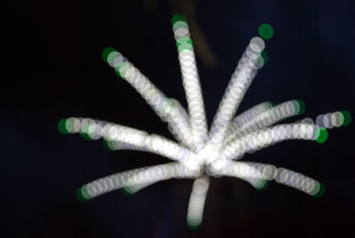 Close-up of leaf over black background