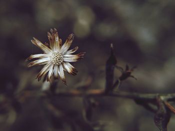 Close-up of flowering plant