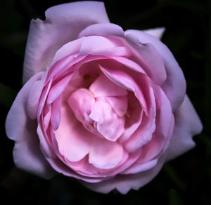 Close-up of pink rose