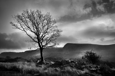 Bare tree on field against sky