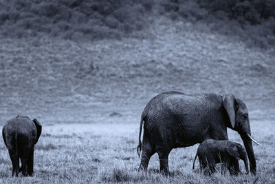 View of horse grazing on field