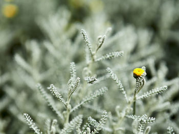 Close-up of yellow flowering plant