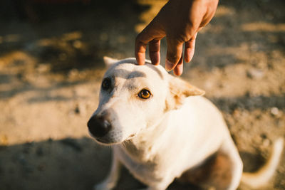 Close-up of hand holding dog