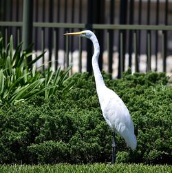 View of a bird on ground