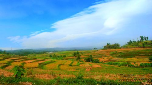 Scenic view of agricultural field against sky