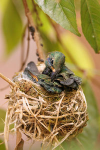 Young white-throated mountain-gem hummingbirds in their nest in san gerardo de data, costa rica