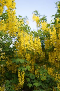 Close-up of yellow flowering plants against sky