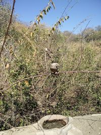 Low angle view of tree against sky