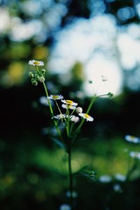 Close-up of white flowering plant on field