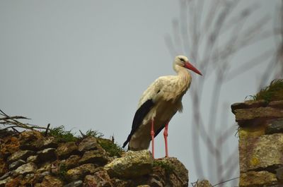 Low angle view of bird perching on rock