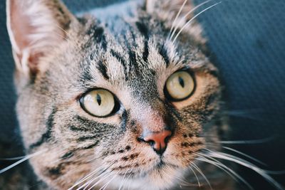 Close-up portrait of a cat