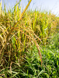 Close-up of wheat growing on field