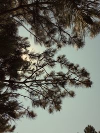 Low angle view of tree against sky