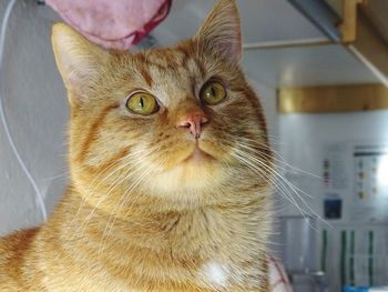 Close-up portrait of cat