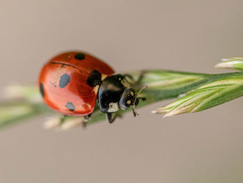 Close-up of ladybug on leaf
