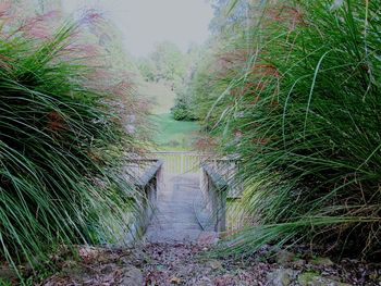 Plants and trees in park