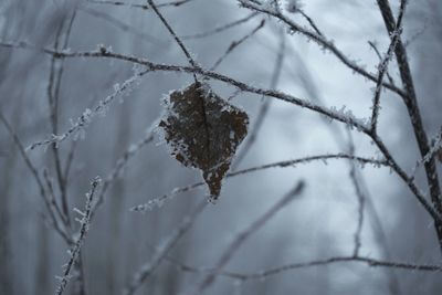 Close-up of frozen plant