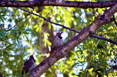 Pair of northern flickers