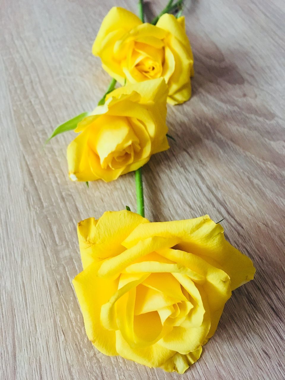 CLOSE-UP HIGH ANGLE VIEW OF YELLOW FLOWERS