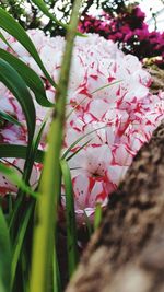 Close-up of pink flowers on tree