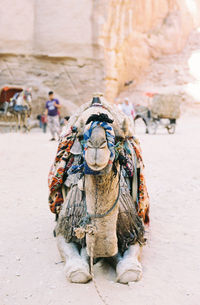 Close-up of camel sitting in desert